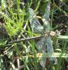 Gomphus pulchellus